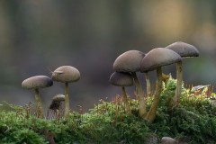 Zwavelkop