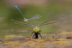 Grote-Keizerlibel-met-Azuurwaterjuffers