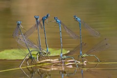 Azuurwaterjuffers