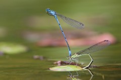 Azuurwaterjuffers