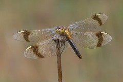 Bandheidelibel vrouwtje