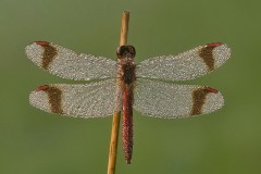 Bandheidelibel-mannetje