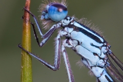 Azuurjuffer