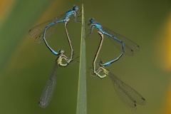 Azuurwaterjuffers