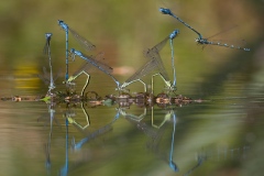 Azuurwaterjuffers