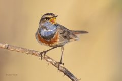 Blauwborst