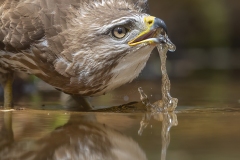 Buizerd; Common buzzard; Buteo buteo