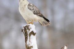 Buizerd; Common buzzard; Buteo buteo