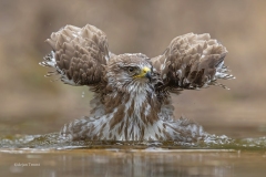Buizerd; Common buzzard; Buteo buteo