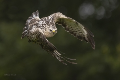Buizerd; Common buzzard; Buteo buteo