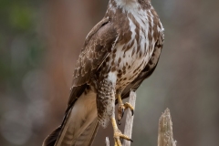 Buizerd; Common buzzard; Buteo buteo