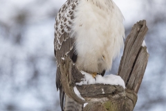 Buizerd; Common buzzard; Buteo buteo
