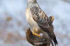 Buizerd; Common buzzard; Buteo buteo