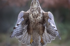 Buizerd; Common buzzard; Buteo buteo