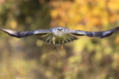 Buizerd; Common buzzard; Buteo buteo