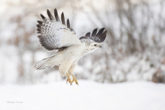 Buizerd; Common buzzard; Buteo buteo