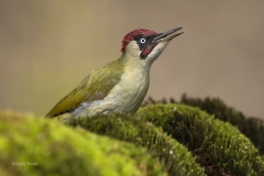 Groene-specht