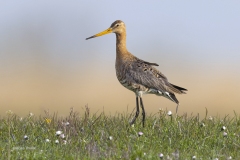 Grutto