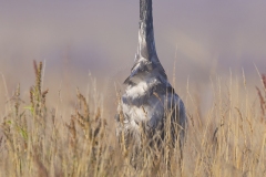 Kraanvogel