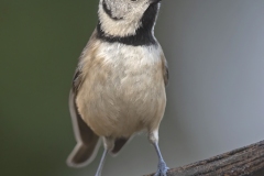Kuifmees