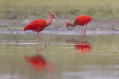 Rode-Ibis