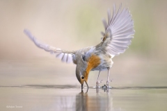 Roodborst