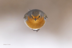 Roodborst