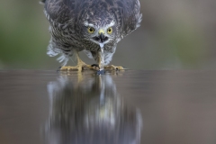 Sperwer; Eurasian Sparrowhawk; Accipiter Nisus