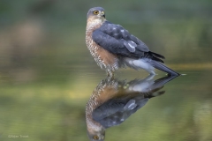 Sperwer; Eurasian Sparrowhawk; Accipiter Nisus
