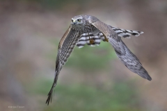 Sperwer; Eurasian Sparrowhawk; Accipiter Nisus