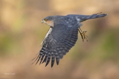 Sperwer; Eurasian Sparrowhawk; Accipiter Nisus