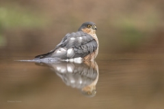 Sperwer; Eurasian Sparrowhawk; Accipiter Nisus