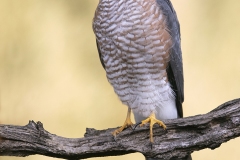 Sperwer; Eurasian Sparrowhawk; Accipiter Nisus