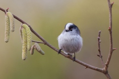 Staartmees; Long-tailed Tit; Aegithalos caudatus