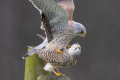 Torenvalk