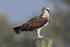 Visarend