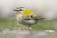 Vuurgoudhaan