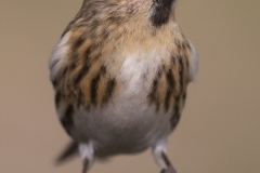 barmsijs