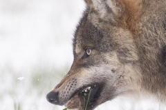 Wolf; European Wolf; Canis Lupus lupus