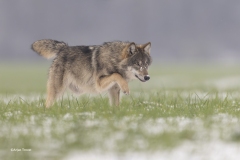 Wolf; European Wolf; Canis Lupus lupus