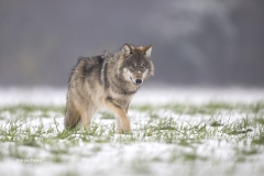 Wolf; European Wolf; Canis Lupus lupus