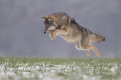 Wolf; European Wolf; Canis Lupus lupus