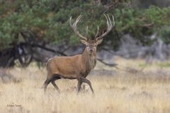 Edelhert-1600-fb-_58A0508-kopieren