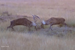 Edelherten-2-_58A0232-uitsnede-1600-fb