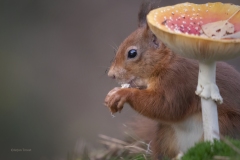 Eekhoorn-1800-fb-_33A1085