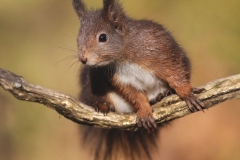 Eekhoorntje-1200-fb-_47I4353