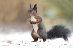 Eekhoorntje-2-fb-_47I5140