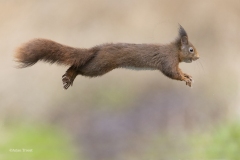 Eekhoorntje-_58A8557