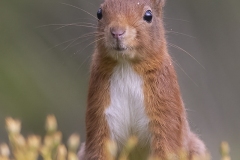 Eekhoorntje-fb-_58A7360