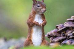 Eekhoorntje-insta-_47I8818